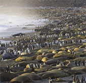 Penguins, marine statues cram at the beach