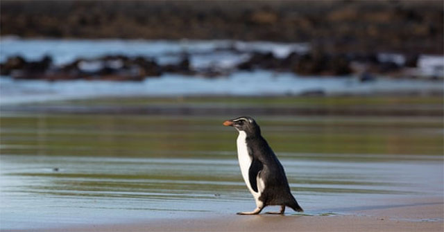 Penguins swim 2,500km to Australia and are released back into the wild