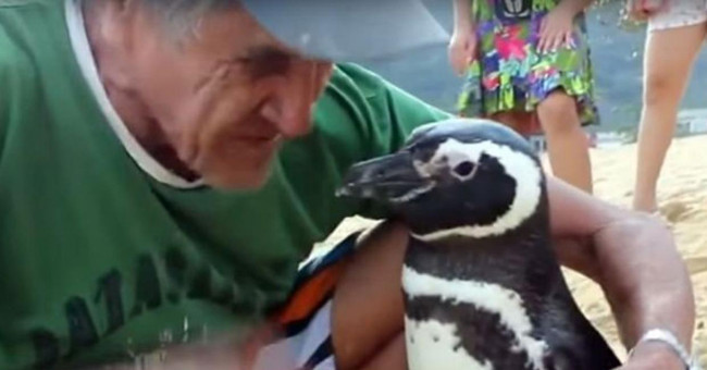 Penguins swim 8,000km to visit life-saving benefactors
