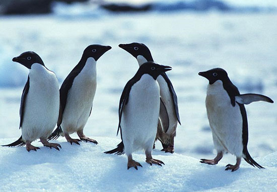 Penguins use scent to identify their partners