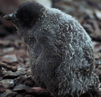Penguins warn the status of the world's oceans
