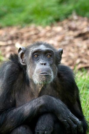 People and chimpanzees recognize faces similarly