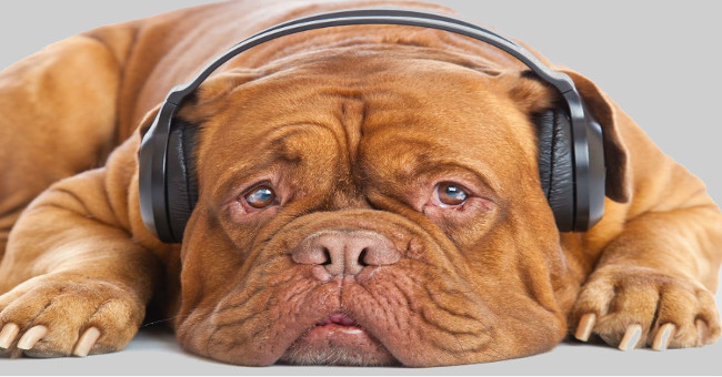 People are about to be able to 'talk to pets' with AI technology