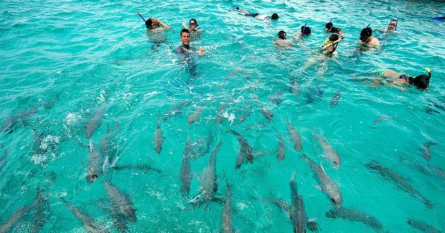 People are comfortable swimming with sharks
