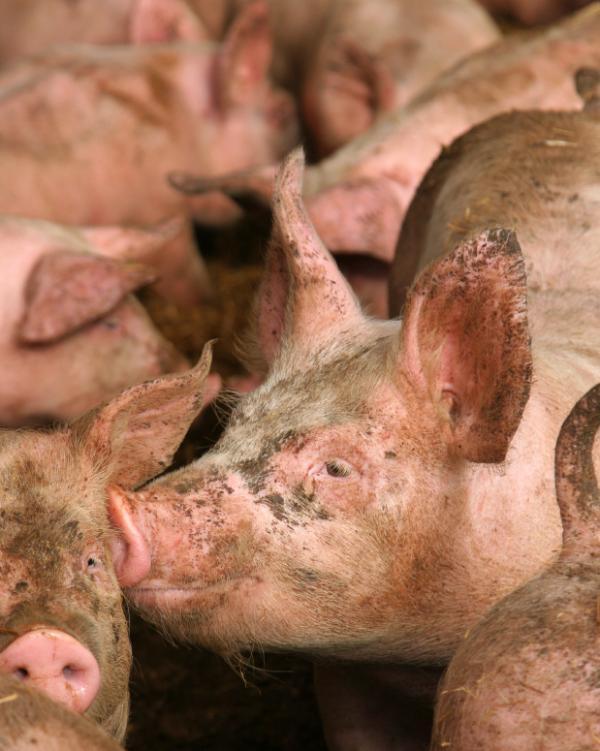 People can spread swine flu to pigs