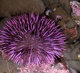 People have relatives with sea urchins
