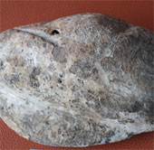 People in Kien Giang possess three fossil samples dating back millions of years