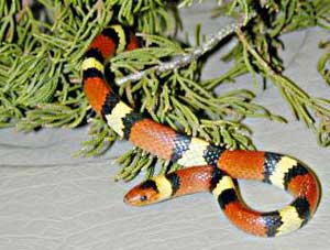 People know to look closely to avoid snakes