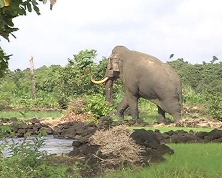 People panicked because they encountered forest elephants
