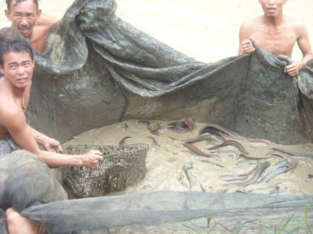 People successfully cultivate Phu Quoc spring catfish