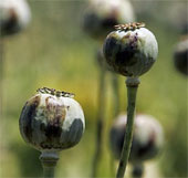People use drugs from prehistoric times