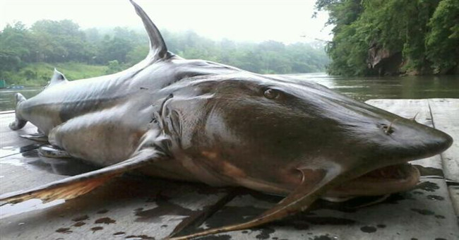 People who raise 'aquatic monsters' on Gam river