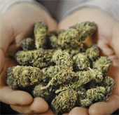 People who smoke marijuana can die from cardiovascular complications