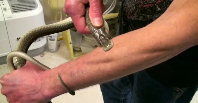 People who were bitten by poisonous snakes a hundred times did not die
