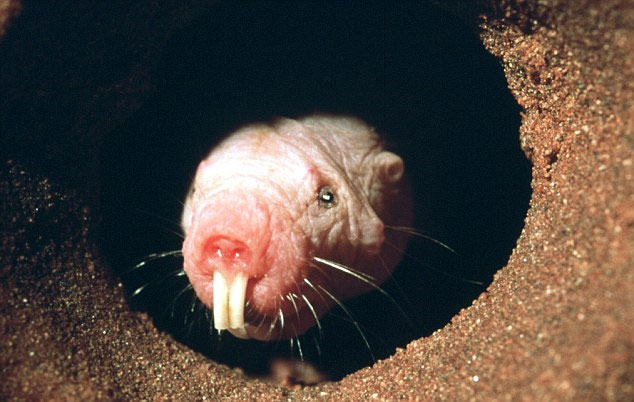 People will be 200 years old without hair, cold blood?