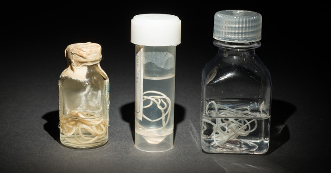 People will permanently erase the dreaded disease on a global scale