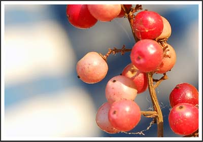 Pepper plays a major role in preventing cancer