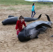 Pepper whales die unjustly because of stranding on the shore