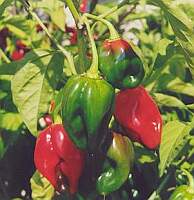 Peppers prevent and treat stomach ulcers