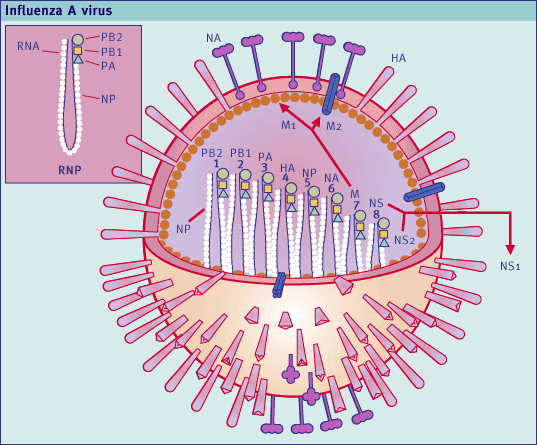 Peptide is a new treatment for influenza A virus