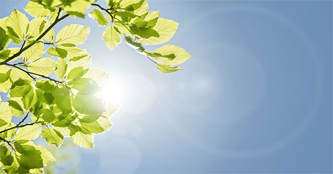 Perhaps you will have to be jealous when you know that plants have a certain kind of genes to fight heat
