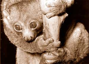 Perodicticus Potto lemur