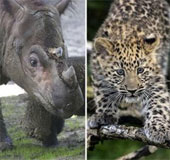 Perspective of mass extinction like dinosaurs