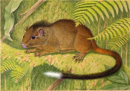 Peru: Detecting new rodents similar to squirrels