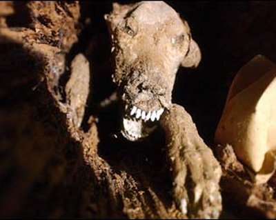 Peru discovered 6 mummies of dogs from the 15th century