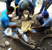 Peru discovered fossils a giant pelican species