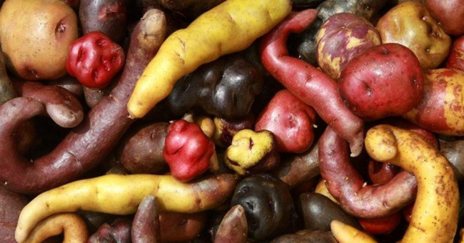 Peru is about to bring 100 varieties of potatoes to Mars