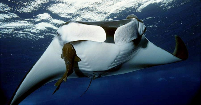 Peru strives to protect the rays that weigh up to two tons