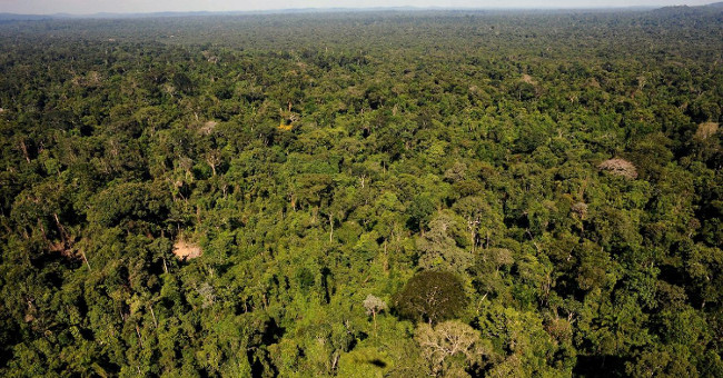 Peru warns that the Amazon rainforest is destroyed at a rapid rate