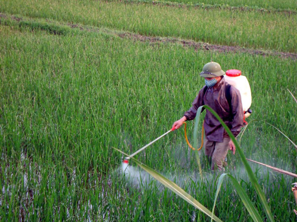 Pesticides are harming rice