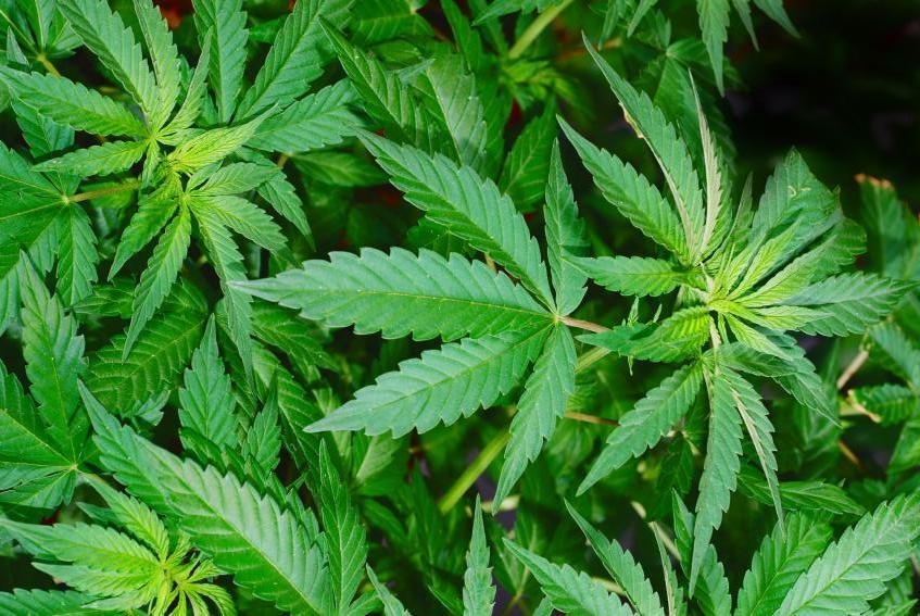 Pharmaceutical products made from marijuana do not cause criticism.