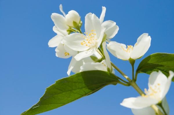 Pharmaceutical treatment of cancer with jasmine extract