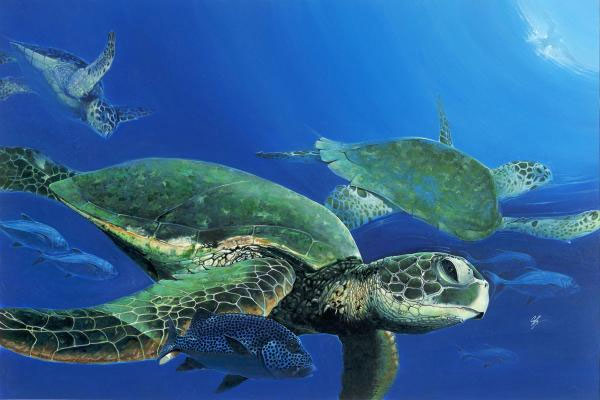 Philippine Navy saves sea turtles