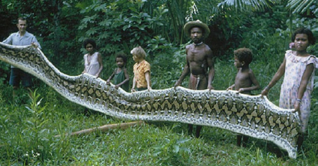 Philippine village many giant pythons like to attack men