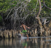 Philippines decided to plant mangrove to fight storms