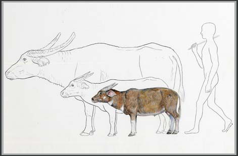 Philippines: Fossilized species of dwarf buffalo species on the island of Cebu
