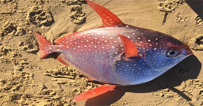 Phillipines fishermen catch a giant