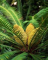 Phishing screen smells of ancient cycads