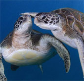 Photo: Divers create designs with giant green turtles