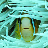 Photo: Fish clown nestled in anemones