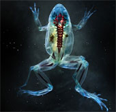 Photo of a beautiful transparent frog