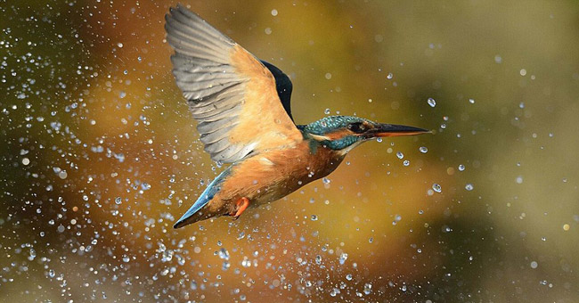 Photo of Kingfisher costs 4200 hours in 6 years and 720000 photos to record