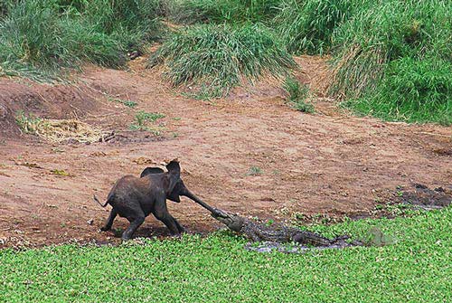 Photo of the whole incident of the crocodile bite the elephant
