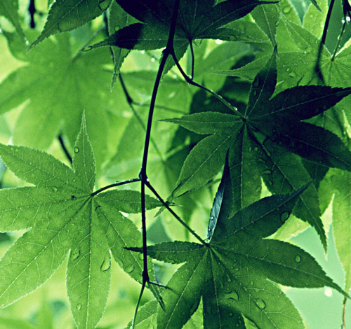 Photochemical photosynthesis like leaves