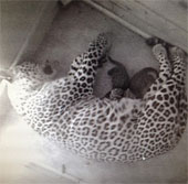 Photograph of extremely rare Persian leopard in Russia