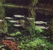 Photography: Enjoy 'spring' under beautiful water